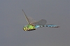 IMG_6134_Emperor_Dragonfly